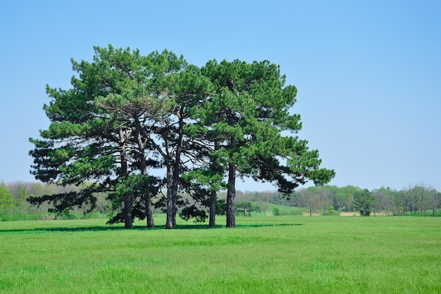 Diversi alberi di pino ad alto fusto su una zona pianeggiante con erba Bellissimo paesaggio