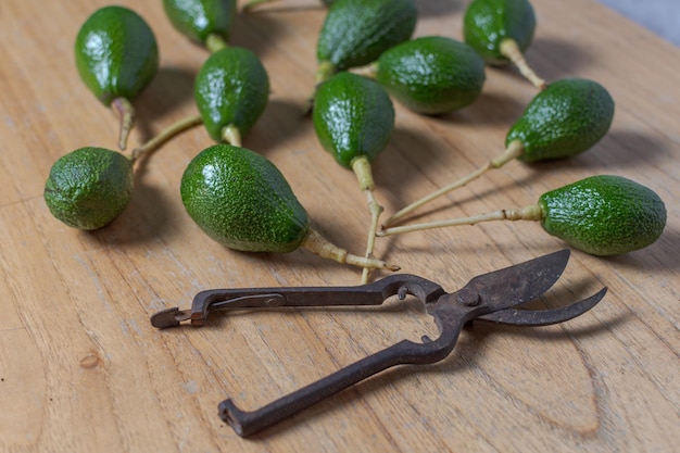 Diversi avocado appena raccolti su un tavolo e forbici da potatura