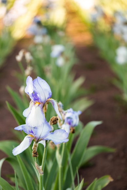 Diversi colori di iris nel giardino fiorito all'inizio di giugno.