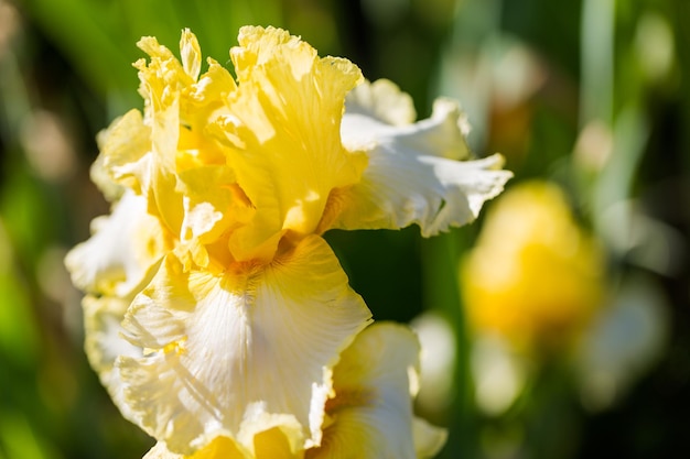 Diversi colori di iris nel giardino fiorito all'inizio di giugno.