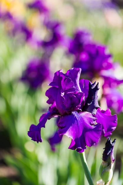 Diversi colori di iris nel giardino fiorito all'inizio di giugno.