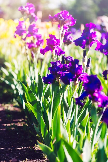 Diversi colori di iris nel giardino fiorito all'inizio di giugno.