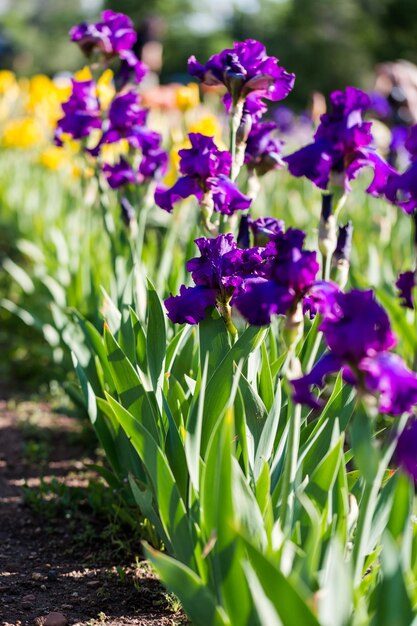 Diversi colori di iris nel giardino fiorito all'inizio di giugno.