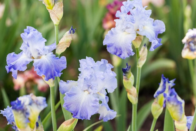 Diversi colori di iris nel giardino fiorito all'inizio di giugno.