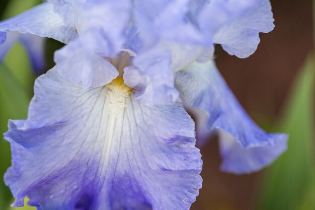 Diversi colori di iris nel giardino fiorito all'inizio di giugno.