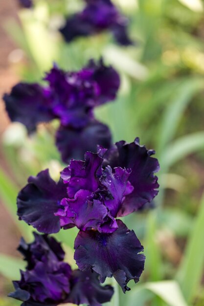 Diversi colori di iris nel giardino fiorito all'inizio di giugno.