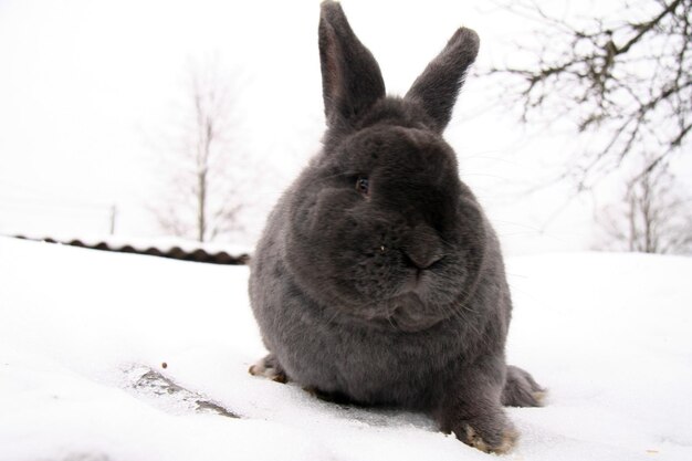 Diversi conigli domestici in azienda, in inverno, sulla neve