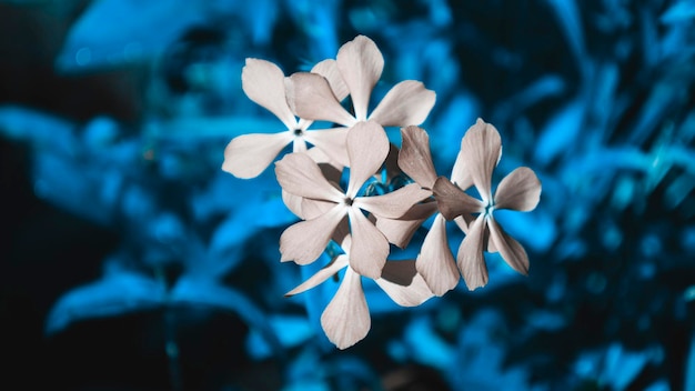 Diversi fiori bianchi con una sfumatura blu crescono su un unico stelo Foto in tonalità blu Foto notturna scura