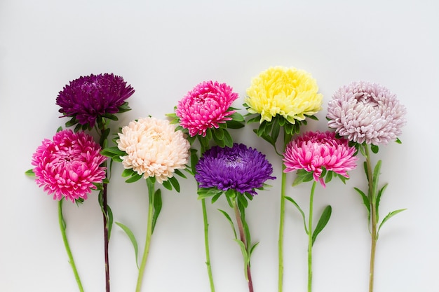 Diversi fiori colorati aster