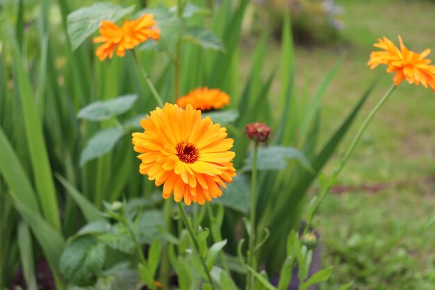 diversi fiori di Calendula officinalis in un letto di fiori sullo sfondo dell'erba foto orizzontale vista laterale