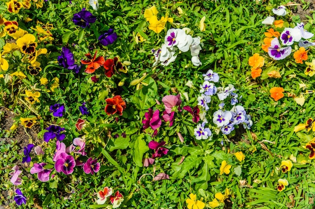 Diversi fiori di viola sull'aiuola in un giardino