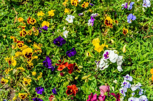 Diversi fiori di viola sull'aiuola in un giardino