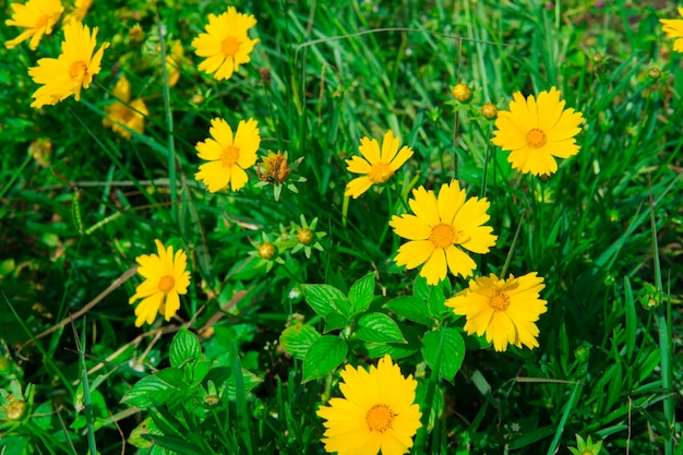 diversi fiori selvatici di primavera gialla nel giardino