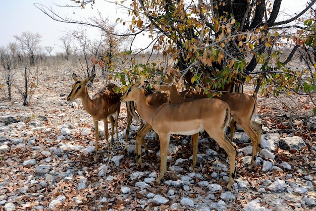 Diversi giovani antilopi springbok sotto un albero nella savana nel Parco Nazionale Etosha Africa