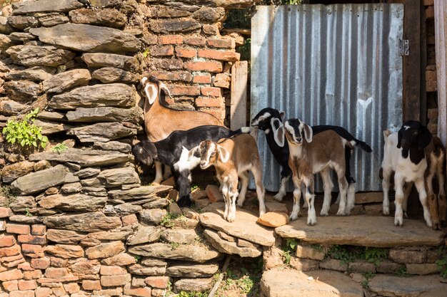 Diversi giovani capre in piedi vicino a un muro di pietra