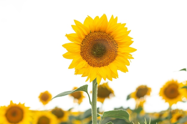 Diversi girasoli in un campo su sfondo bianco