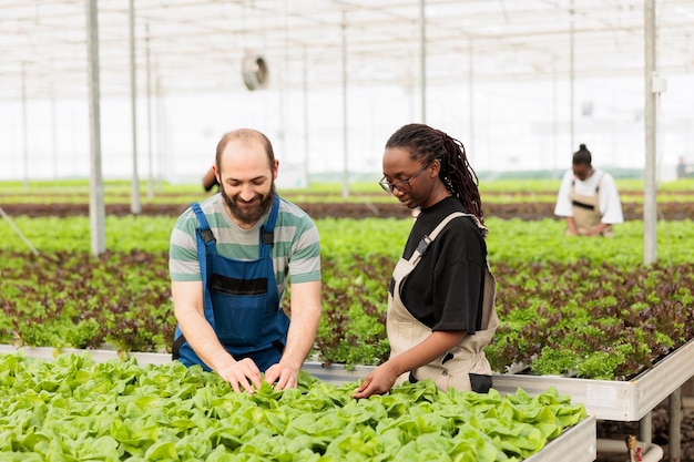 Diversi lavoratori in serra che guardano e sorridono mentre fanno il controllo di qualità controllando lo sviluppo delle piante. Un paio di agricoltori che ispezionano la lattuga idroponica lasciano soddisfatti del tasso di crescita.