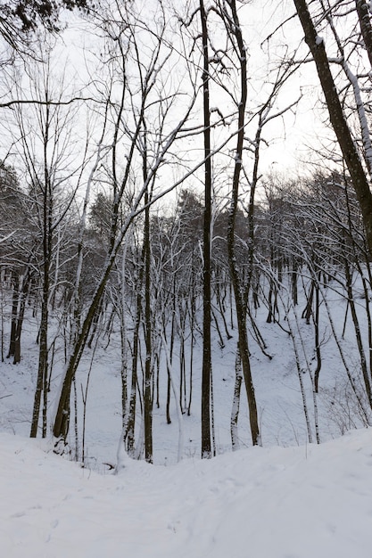 Diversi tipi di alberi decidui nudi senza fogliame