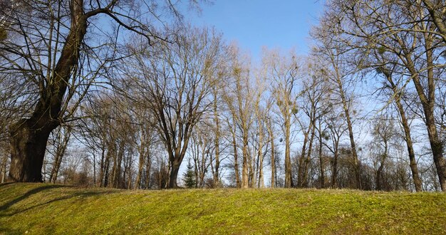 diversi tipi di alberi nel parco in inverno