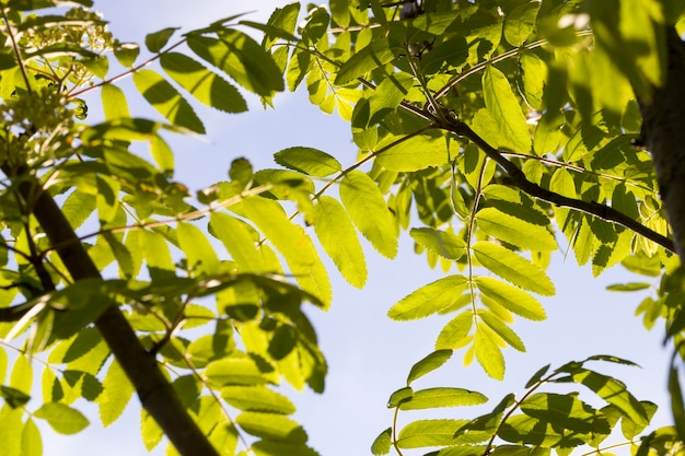 Diversi tipi di alberi reali alla luce del sole in estate o in primavera