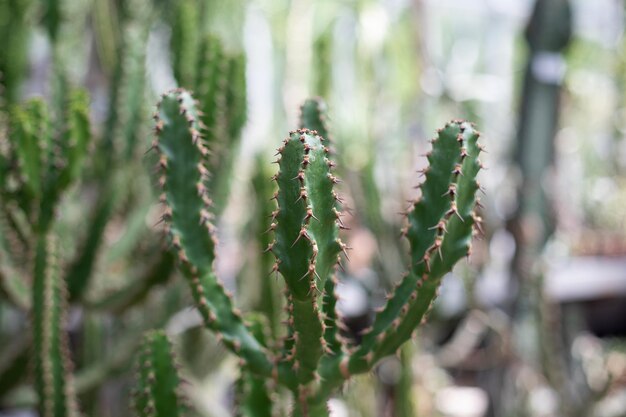 Diversi tipi di bellissimi cactus in un giardino botanico tropicale