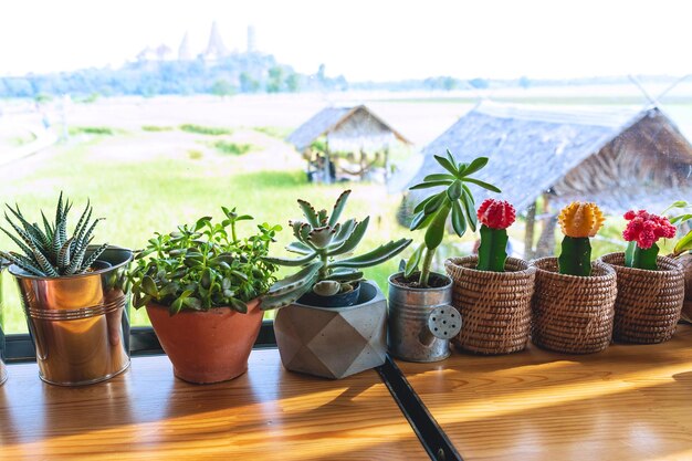 Diversi tipi di cactus in vaso sul davanzale della finestra