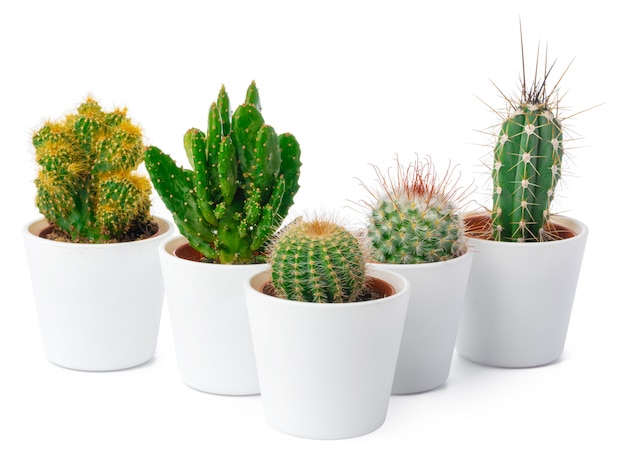 Diversi tipi di cactus isolati su sfondo bianco