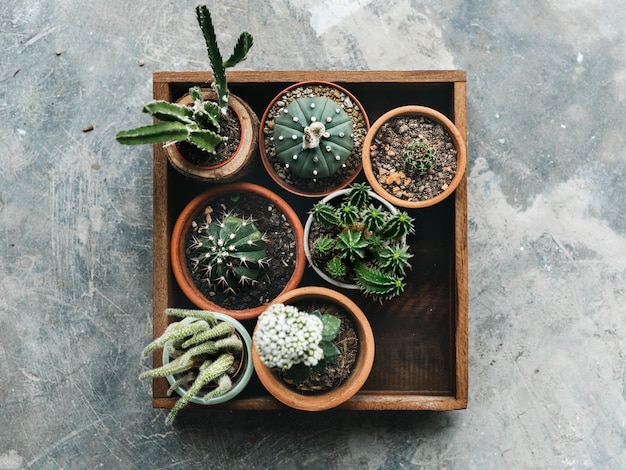 Diversi tipi di cactus