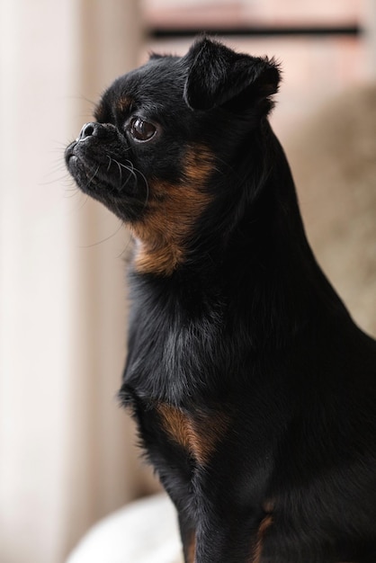 Diversi tipi di cani animali con azione di modellazione fotografica