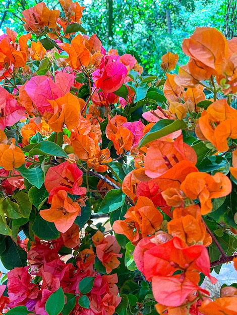 Diversi tipi di fiori naturali