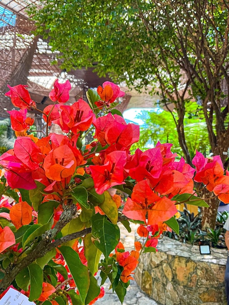 Diversi tipi di fiori naturali