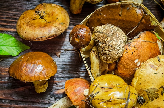 Diversi tipi di funghi selvatici raccolti solo sul tavolo