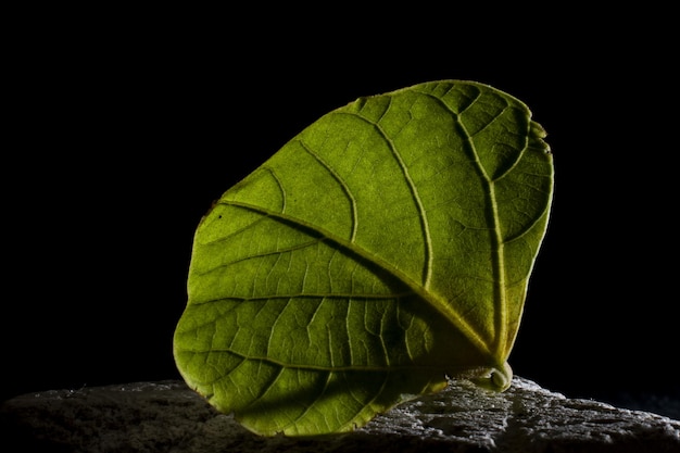 diversi tipi di hojas vegetali