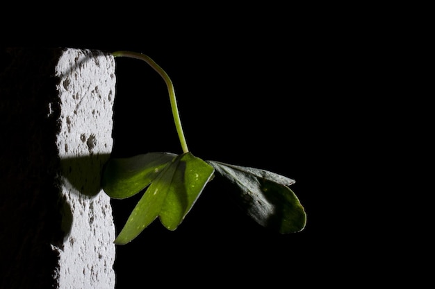 diversi tipi di hojas vegetali