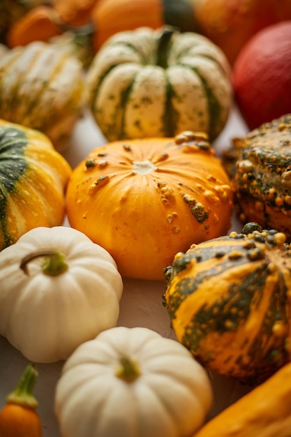 Diversi tipi di mini zucche colorate su sfondo bianco vista superiore piatta posa sfondo autunnale composizione di celebrazione di Halloween o Thanksgiving