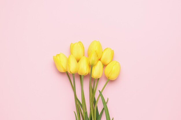 Diversi tulipani gialli in fiore su uno sfondo rosa pastello