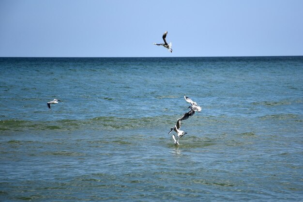 Diversi uccelli gabbiani volano sul mare e combattono per il cibo contro il cielo