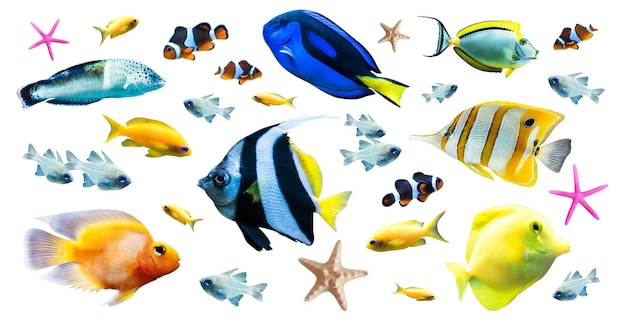Diversità di pesci tropicali luminosi isolati su fondo bianco