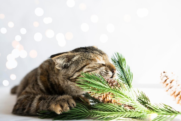 Divertente animale domestico rosicchia su un ramo di abete Il gatto domestico gioca con le decorazioni natalizie