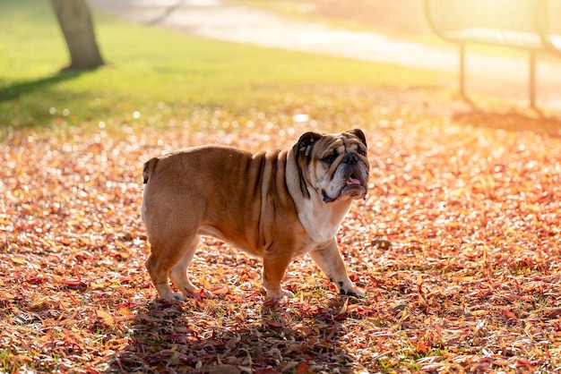 Divertente bella classica Red English British Bulldog Dog fuori per una passeggiata cercando seduto in erba