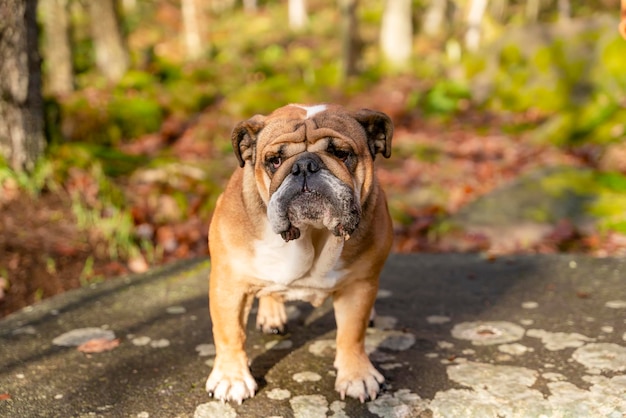 Divertente bella classica Red English British Bulldog Dog fuori per una passeggiata cercando seduto