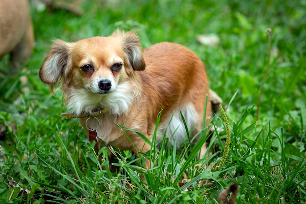 Divertente cagnolino chihuahua gioca sull'erba...