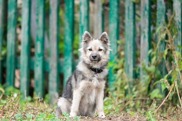 Divertente caicco bastardo cane sulla strada