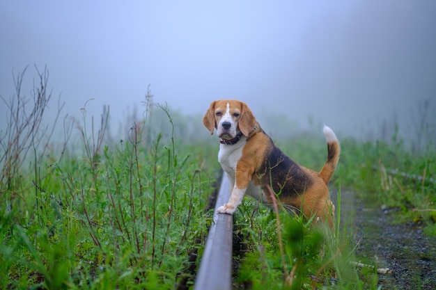 Divertente cane Beagle in una passeggiata in un parco estivo al mattino in una fitta nebbia