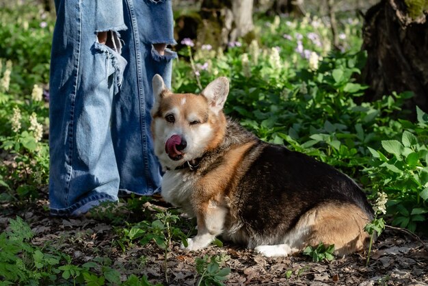 divertente cane della razza Pembroke corgi nella foresta primaverile tra il verde si trova accanto alle sue padrone