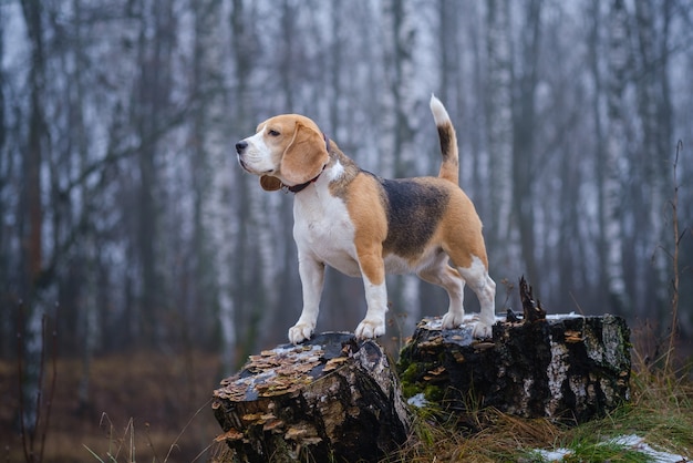 Divertente cane di razza Beagle per una passeggiata in inverno