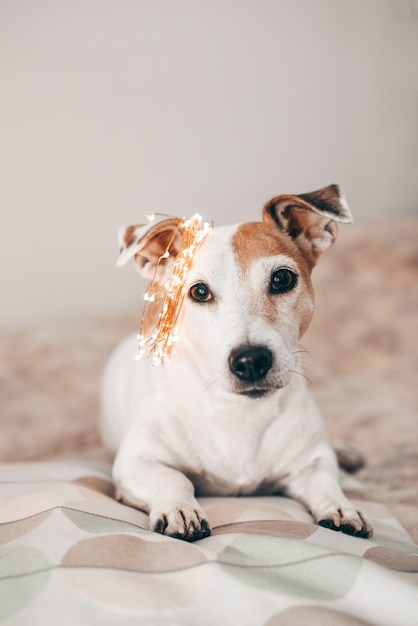 Divertente cane Jack Russell con una ghirlanda di Natale scintillante in testa, pronto per la mascherata. Prepararsi per Natale e Capodanno. Festeggiare a casa. Stile di vita.