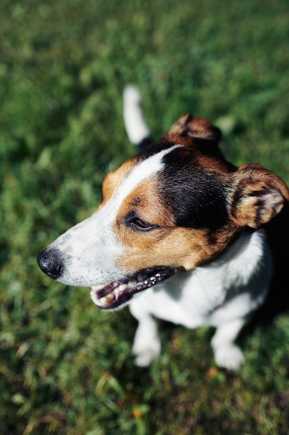 Divertente cane seduto nel parco