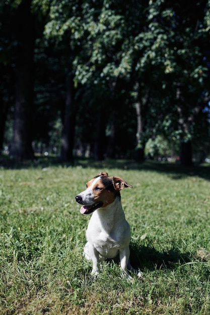 Divertente cane seduto nel parco