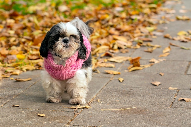 Divertente cane Shih Tzu in un maglione rosa a piedi nel parco autunnale.